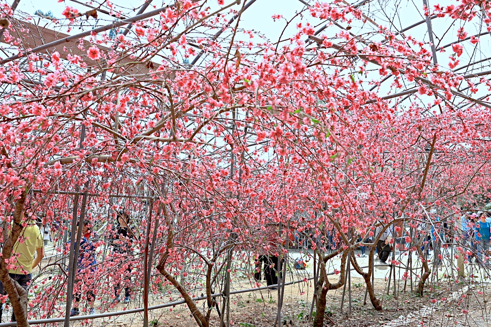 臺大山地實驗農場 | 梅峰農場春之饗宴，交通門票景點一次介紹！清境農場景點推薦！