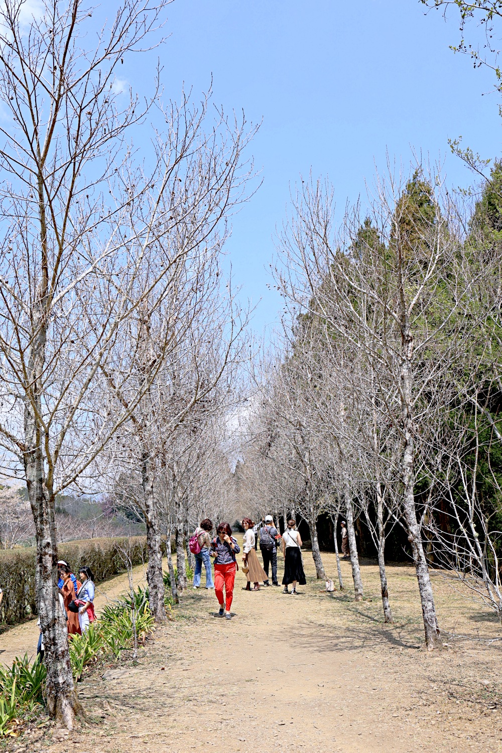 臺大山地實驗農場 | 梅峰農場春之饗宴，交通門票景點一次介紹！清境農場景點推薦！