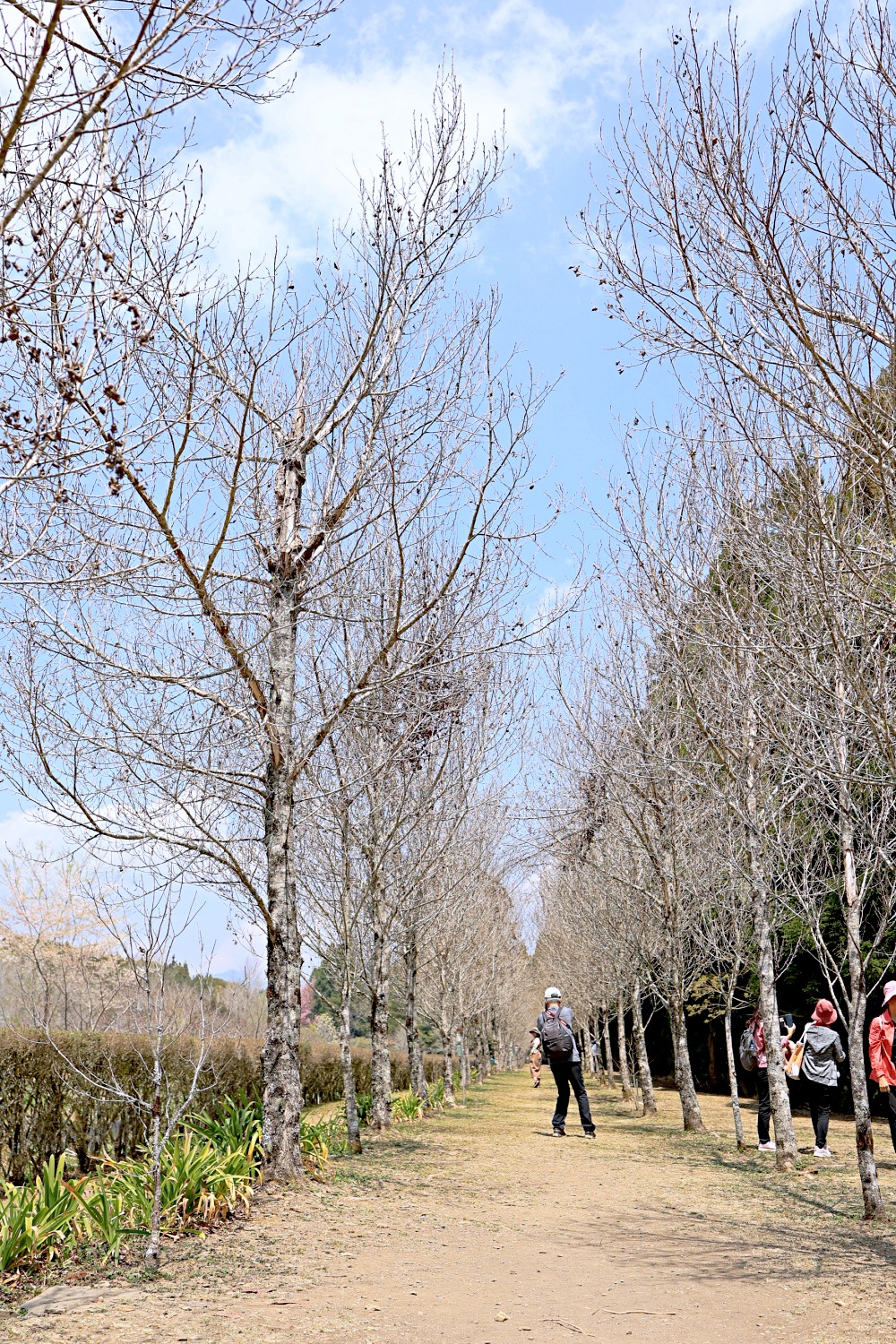 臺大山地實驗農場 | 梅峰農場春之饗宴，交通門票景點一次介紹！清境農場景點推薦！