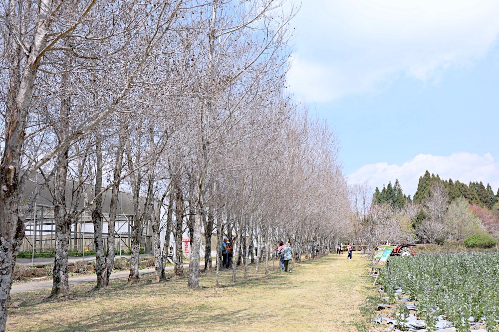 臺大山地實驗農場 | 梅峰農場春之饗宴，交通門票景點一次介紹！清境農場景點推薦！