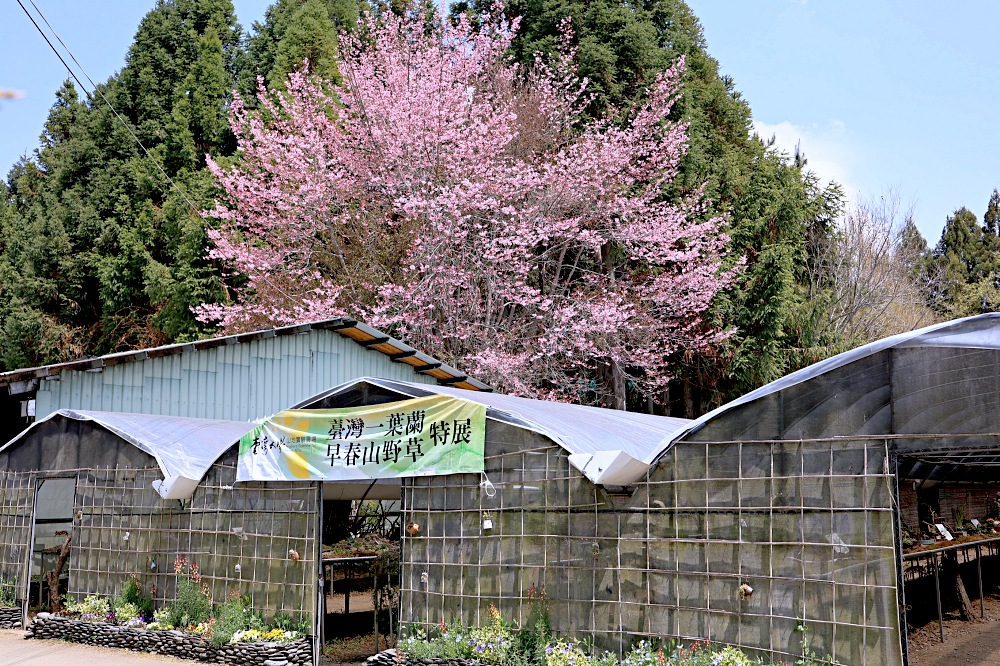 臺大山地實驗農場 | 梅峰農場春之饗宴，交通門票景點一次介紹！清境農場景點推薦！