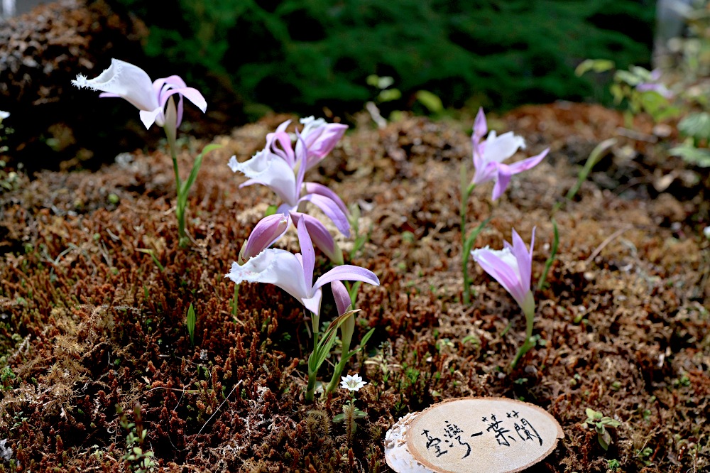 臺大山地實驗農場 | 梅峰農場春之饗宴，交通門票景點一次介紹！清境農場景點推薦！