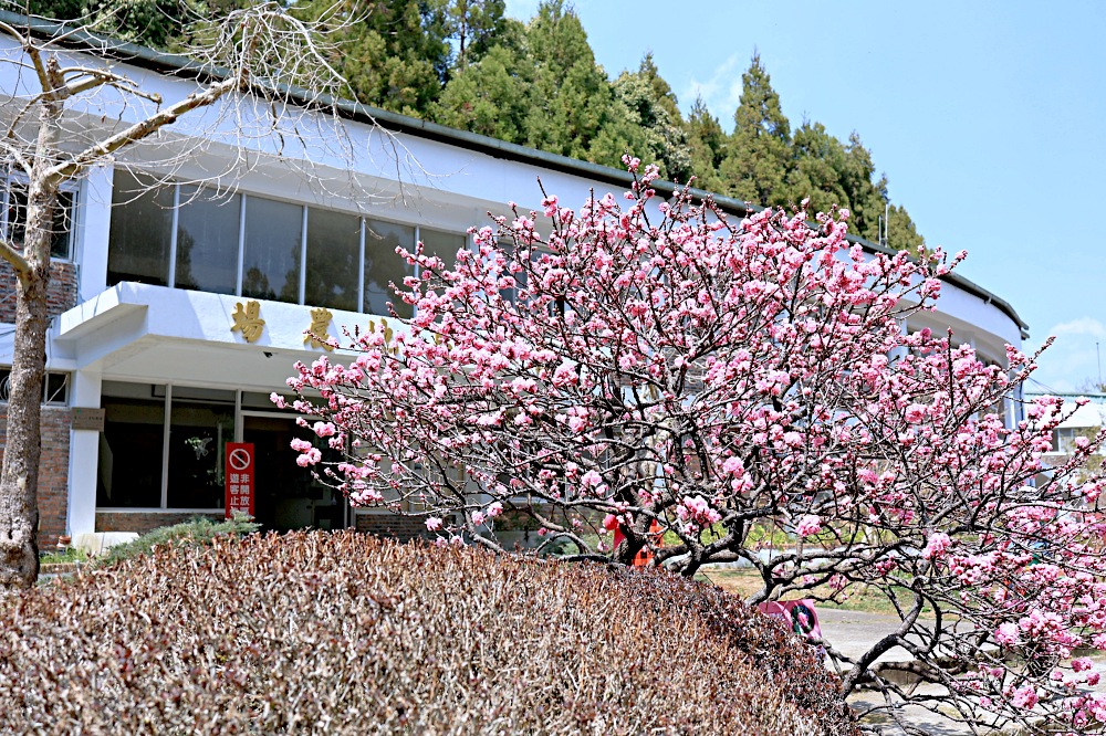 臺大山地實驗農場 | 梅峰農場春之饗宴，交通門票景點一次介紹！清境農場景點推薦！