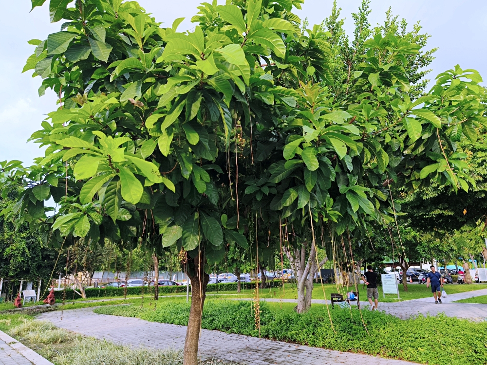 黎新公園 | 台中親子景點，大西瓜攀爬網、綠樹草坪沙坑兒童遊戲區