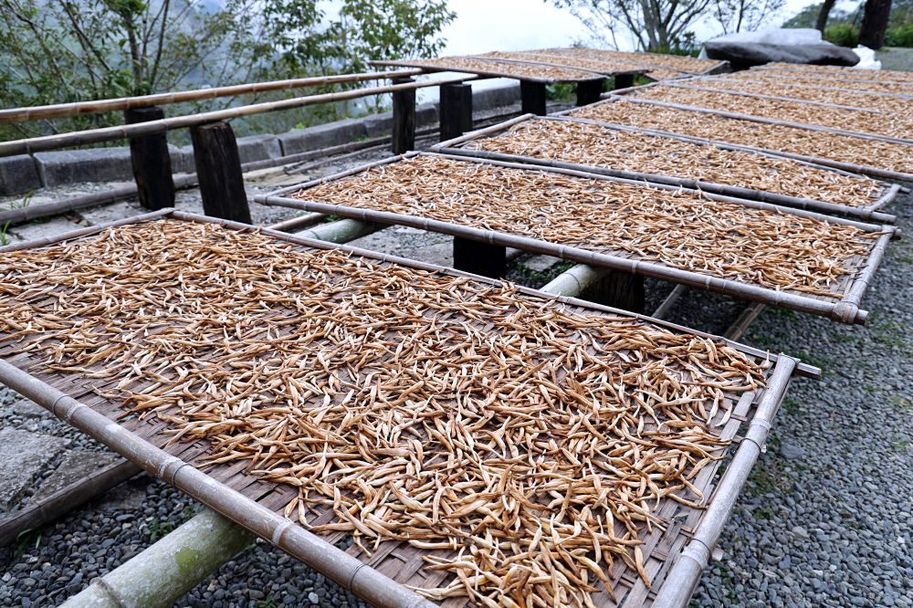 台東太麻里金針山休閒農業區 | 金針山花季到10月中，周邊景點美食住宿推薦