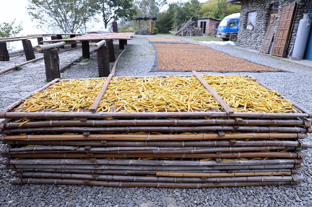 台東太麻里金針山休閒農業區 | 金針山花季到10月中，周邊景點美食住宿推薦