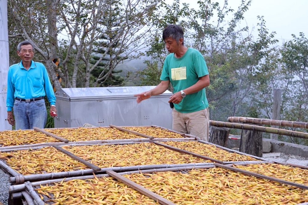 台東太麻里金針山休閒農業區 | 金針山花季到10月中，周邊景點美食住宿推薦