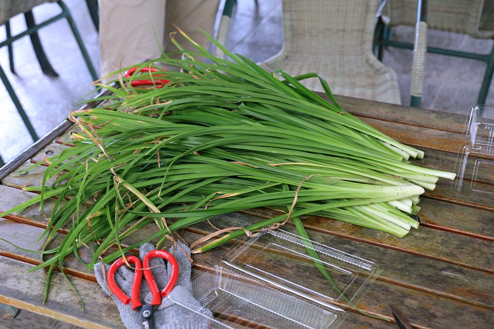 台東太麻里金針山休閒農業區 | 金針山花季到10月中，周邊景點美食住宿推薦