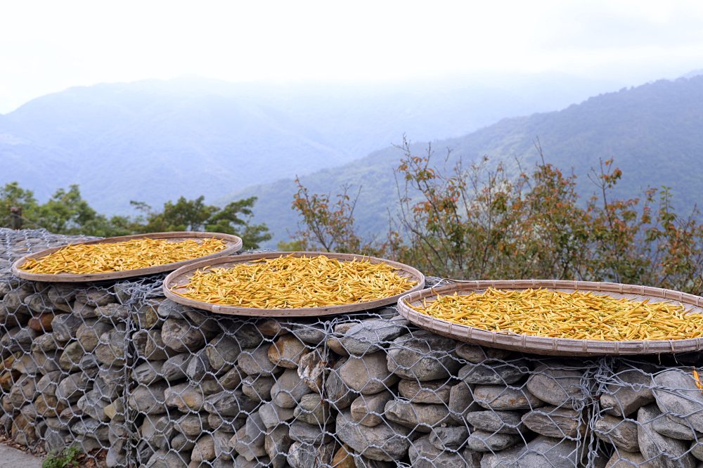 台東太麻里金針山休閒農業區 | 金針山花季到10月中，周邊景點美食住宿推薦