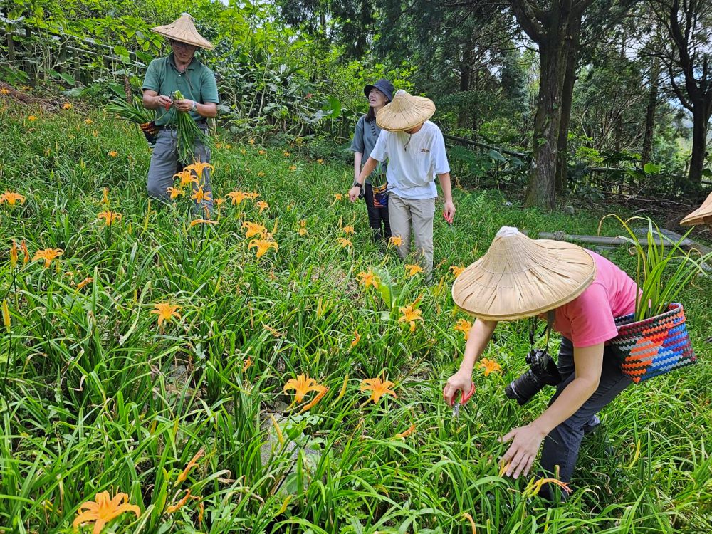 台東太麻里金針山休閒農業區 | 金針山花季到10月中，周邊景點美食住宿推薦