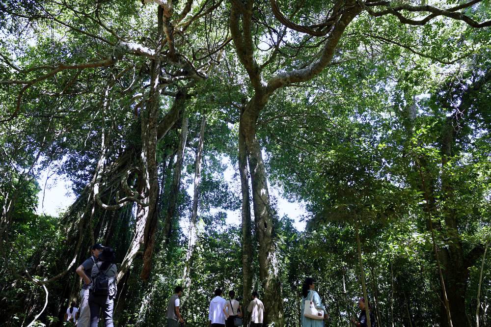 山豬窟休閒農業區 | 台東秘境景點，千年神榕、忘憂亭、鹹蛋DIY、苔球DIY、品嚐排灣族美食