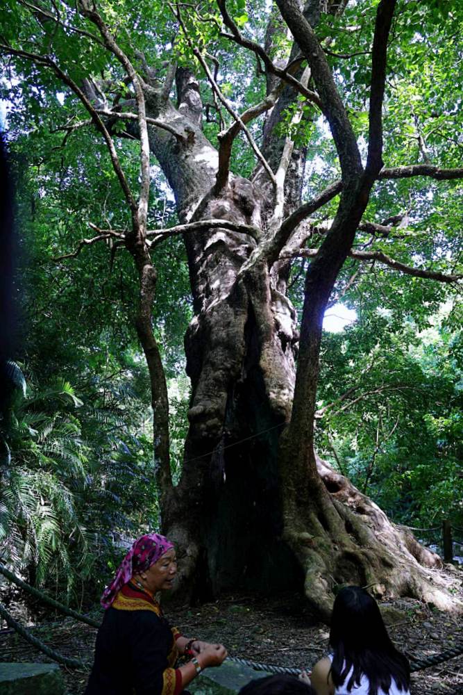 山豬窟休閒農業區 | 台東秘境景點，千年神榕、忘憂亭、鹹蛋DIY、苔球DIY、品嚐排灣族美食