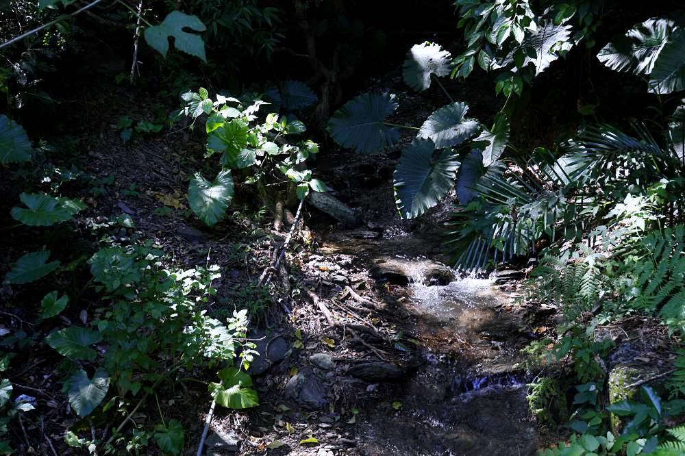 山豬窟休閒農業區 | 台東秘境景點，千年神榕、忘憂亭、鹹蛋DIY、苔球DIY、品嚐排灣族美食