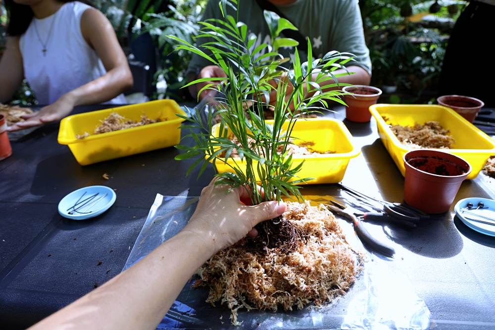 山豬窟休閒農業區 | 台東秘境景點，千年神榕、忘憂亭、鹹蛋DIY、苔球DIY、品嚐排灣族美食