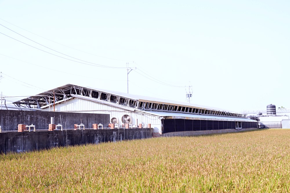 立富畜牧場 | 揚名國際的智慧綠色養豬場，科技管理、友善飼養健康豬！