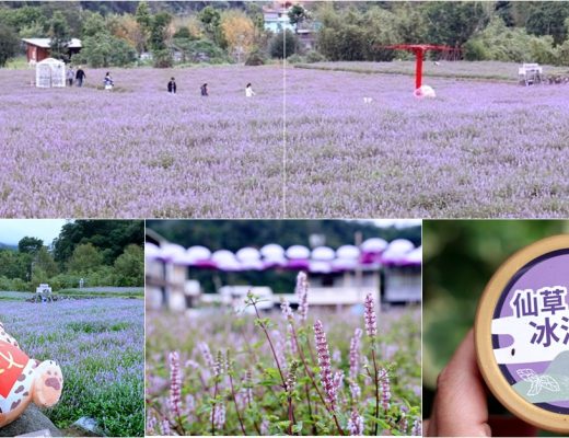 獅潭仙草花節一日遊 | 浪漫紫色仙草花海美翻啦！順遊獅潭景點，獅潭美食吃起來