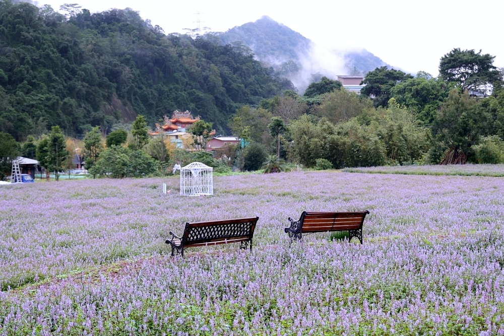 獅潭仙草花節一日遊 | 浪漫紫色仙草花海美翻啦！順遊獅潭景點，獅潭美食吃起來