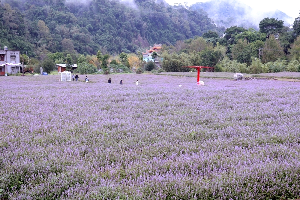 獅潭仙草花節一日遊 | 浪漫紫色仙草花海美翻啦！順遊獅潭景點，獅潭美食吃起來