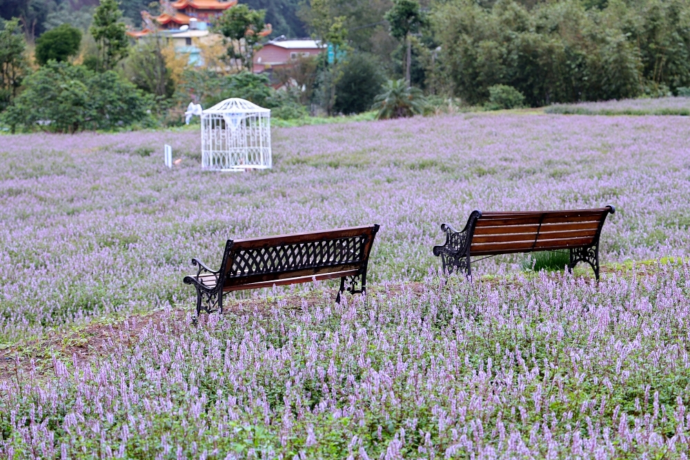 獅潭仙草花節一日遊 | 浪漫紫色仙草花海美翻啦！順遊獅潭景點，獅潭美食吃起來