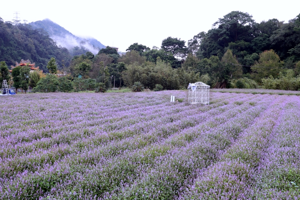 獅潭仙草花節一日遊 | 浪漫紫色仙草花海美翻啦！順遊獅潭景點，獅潭美食吃起來