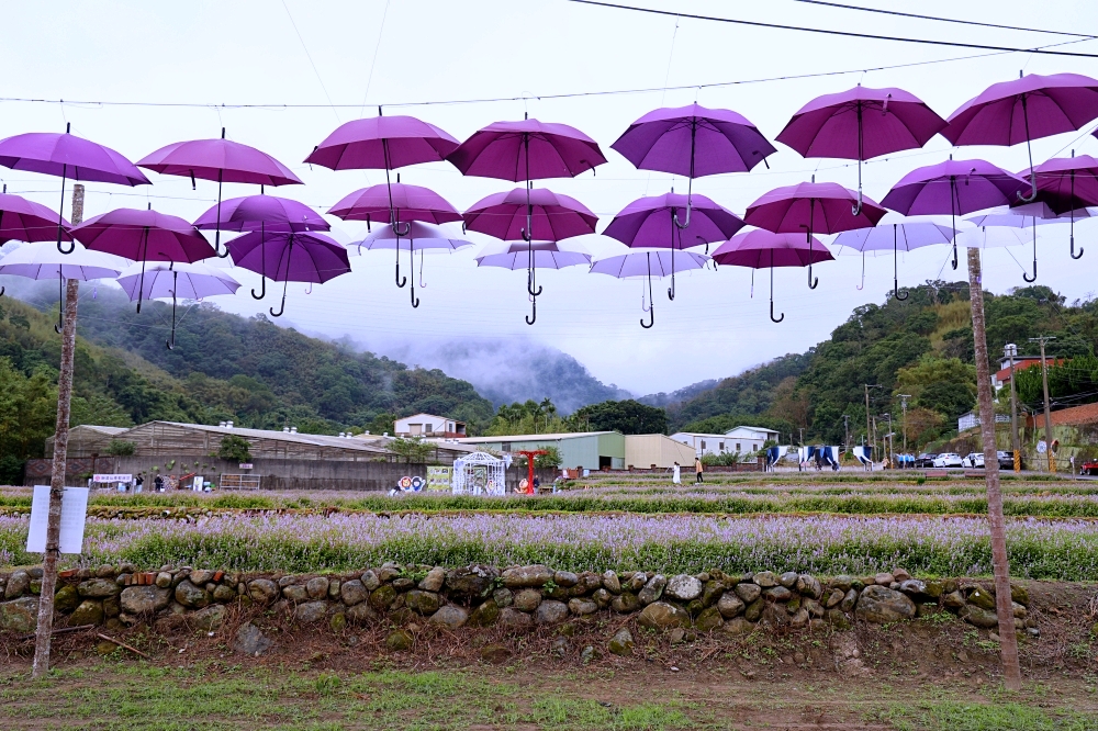 獅潭仙草花節一日遊 | 浪漫紫色仙草花海美翻啦！順遊獅潭景點，獅潭美食吃起來