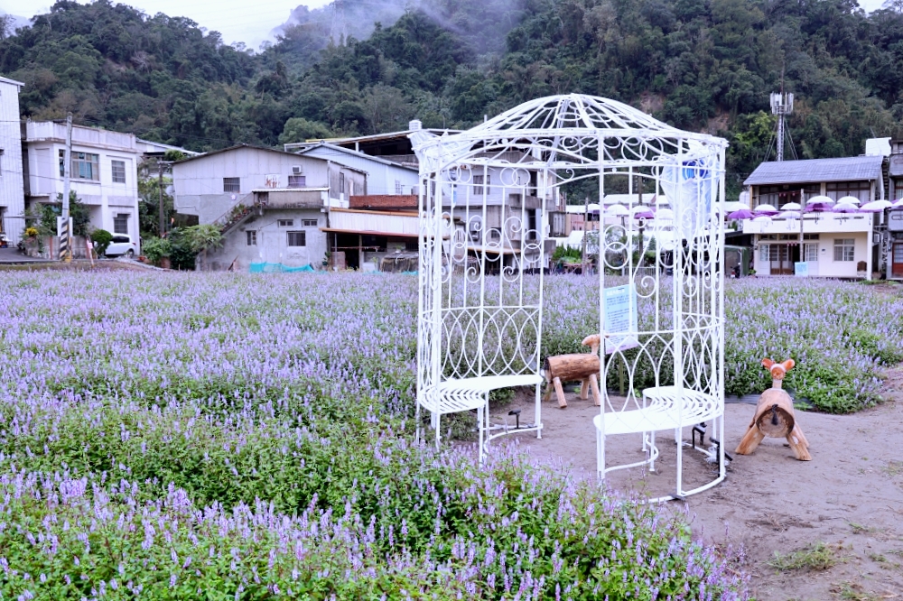 獅潭仙草花節一日遊 | 浪漫紫色仙草花海美翻啦！順遊獅潭景點，獅潭美食吃起來