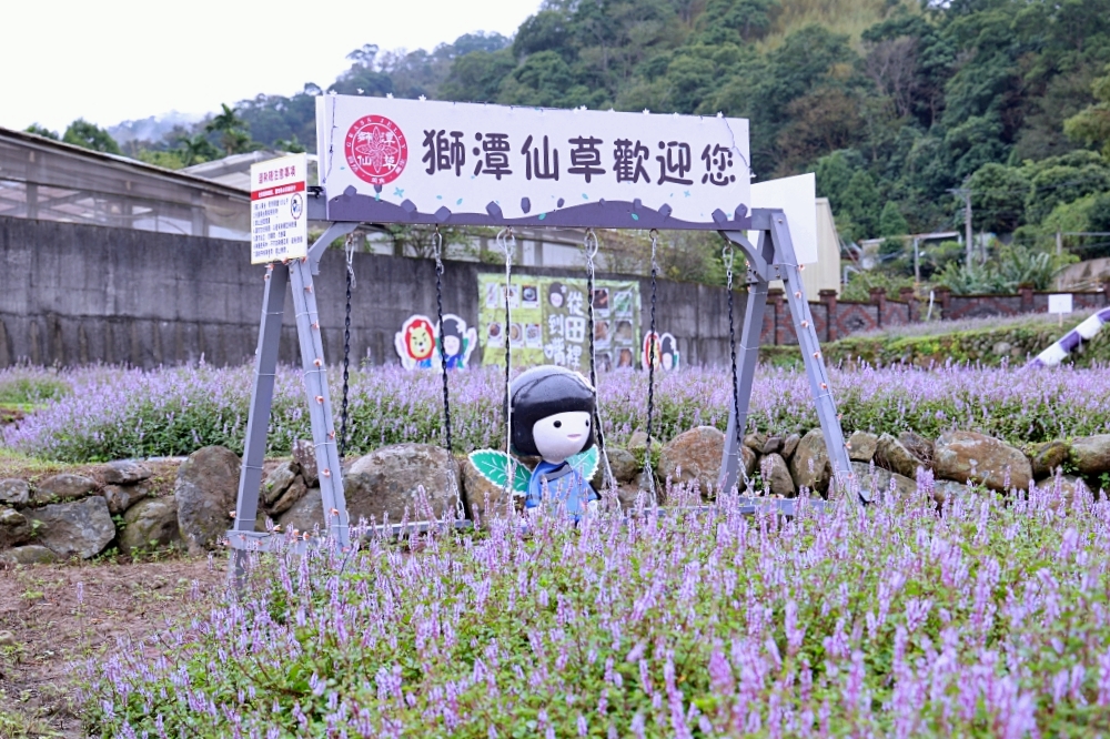 獅潭仙草花節一日遊 | 浪漫紫色仙草花海美翻啦！順遊獅潭景點，獅潭美食吃起來