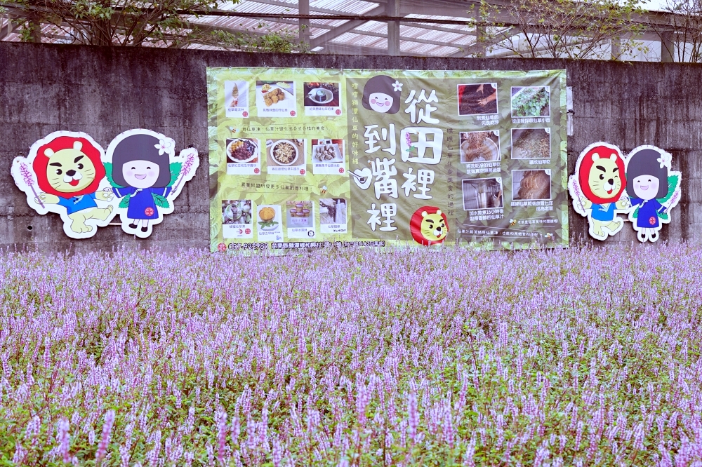 獅潭仙草花節一日遊 | 浪漫紫色仙草花海美翻啦！順遊獅潭景點，獅潭美食吃起來