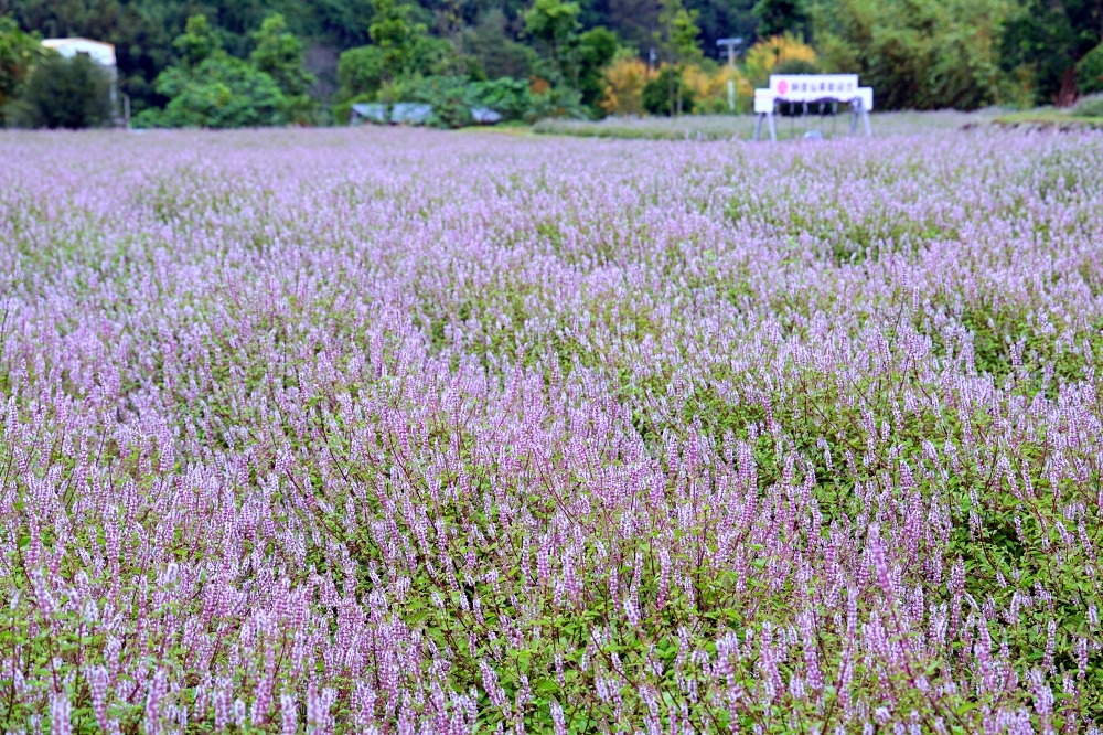 獅潭仙草花節一日遊 | 浪漫紫色仙草花海美翻啦！順遊獅潭景點，獅潭美食吃起來