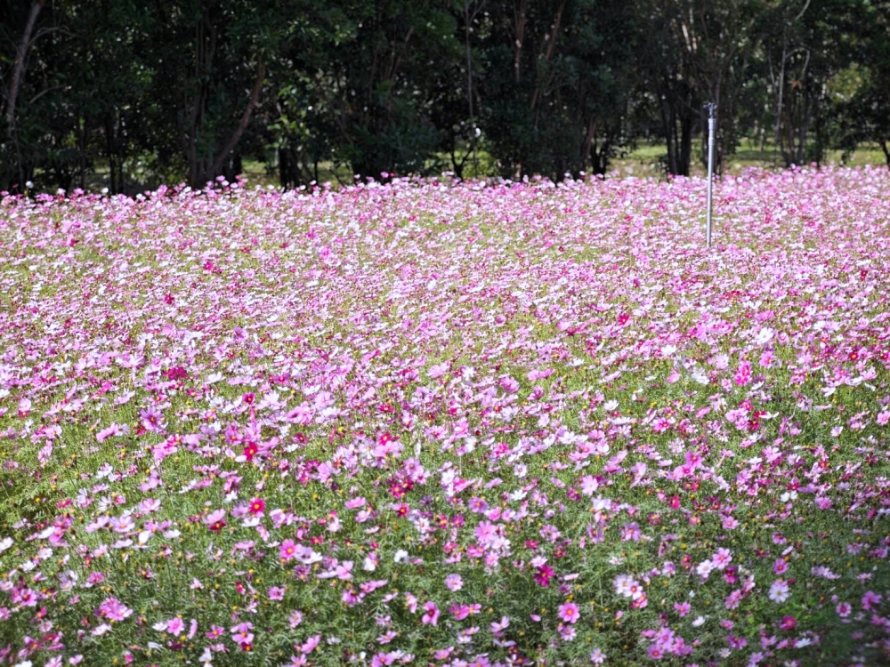 國道6號的隱藏寶藏：橋聳雲天綠雕園區，抬頭就是23層樓雲端公路好壯觀，國道6號免費景點