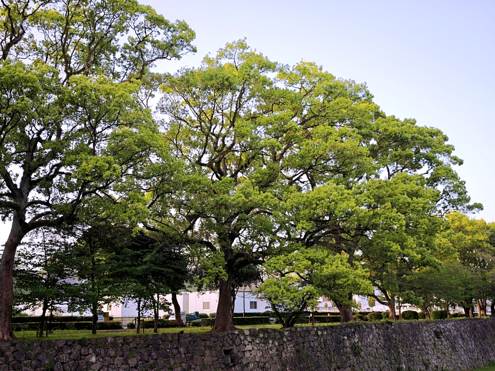 熊本城 | 熊本景點，春賞櫻花冬賞銀杏，大小天守閣整修完成