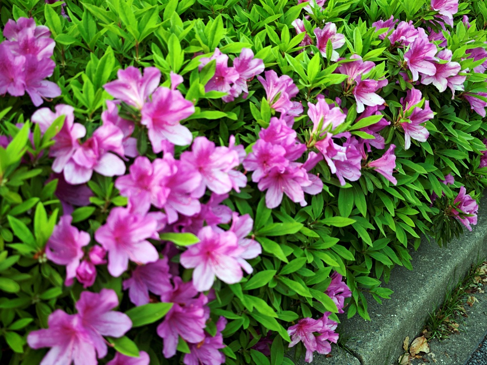 熊本城 | 熊本景點，春賞櫻花冬賞銀杏，大小天守閣整修完成