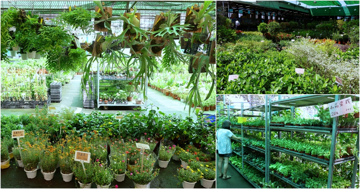 比田尾還好逛的台中花市 大雅花市（原八角農園）