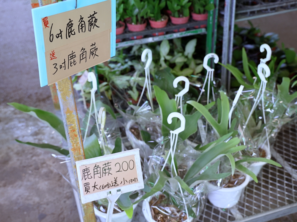 比田尾還好逛的台中花市 大雅花市（原八角農園）