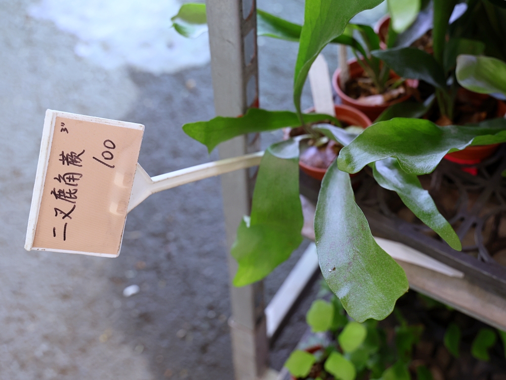比田尾還好逛的台中花市 大雅花市（原八角農園）