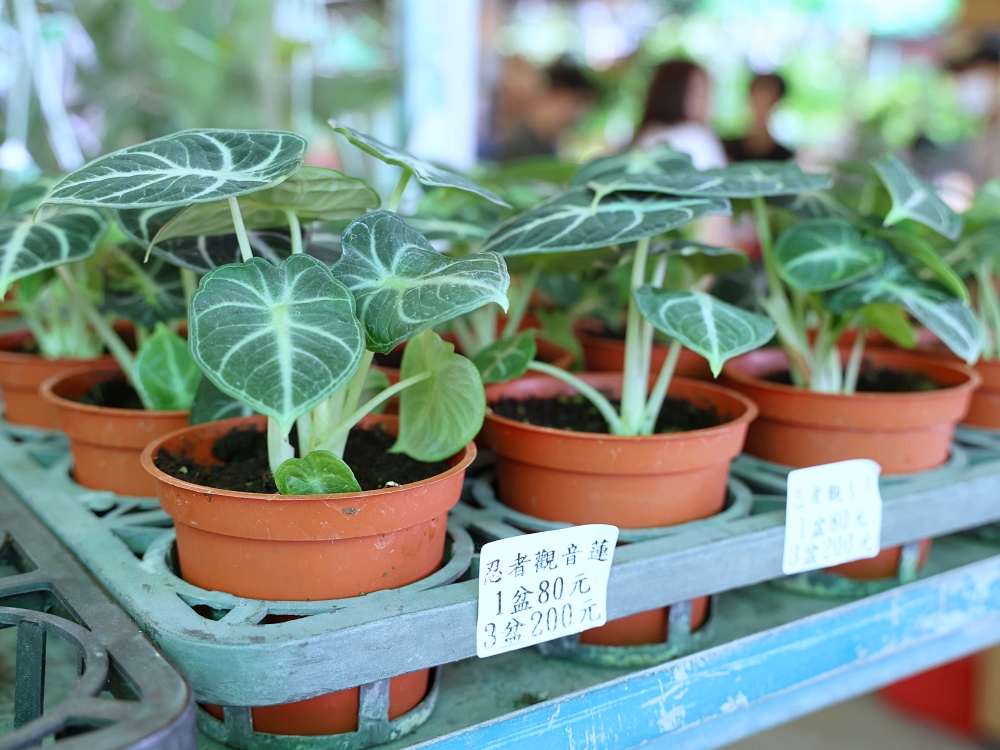 比田尾還好逛的台中花市 大雅花市（原八角農園）