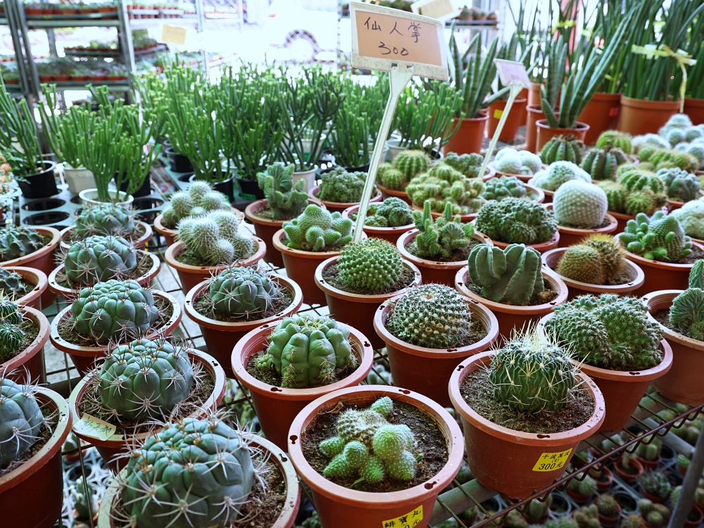 比田尾還好逛的台中花市 大雅花市（原八角農園）