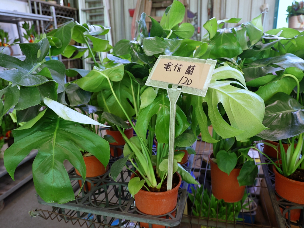比田尾還好逛的台中花市 大雅花市（原八角農園）