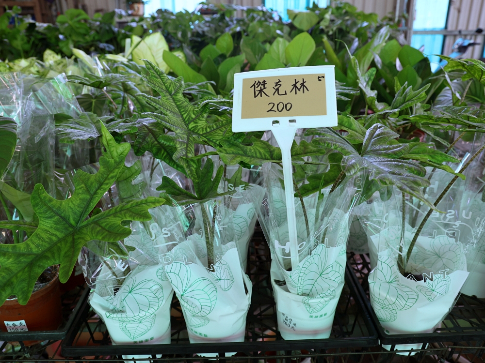 比田尾還好逛的台中花市 大雅花市（原八角農園）