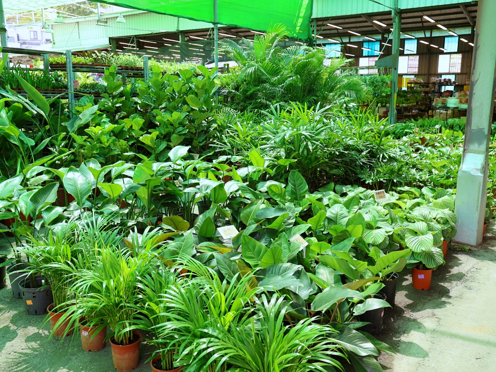 比田尾還好逛的台中花市 大雅花市（原八角農園）