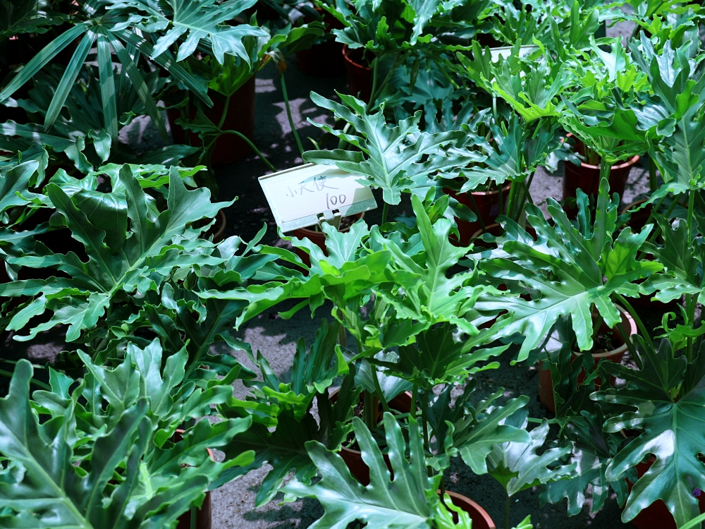 比田尾還好逛的台中花市 大雅花市（原八角農園）