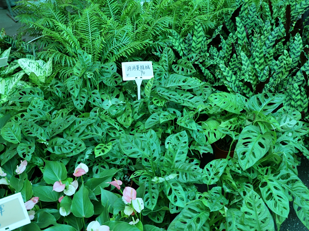 比田尾還好逛的台中花市 大雅花市（原八角農園）