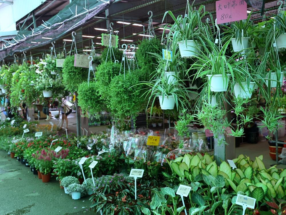 比田尾還好逛的台中花市 大雅花市（原八角農園）