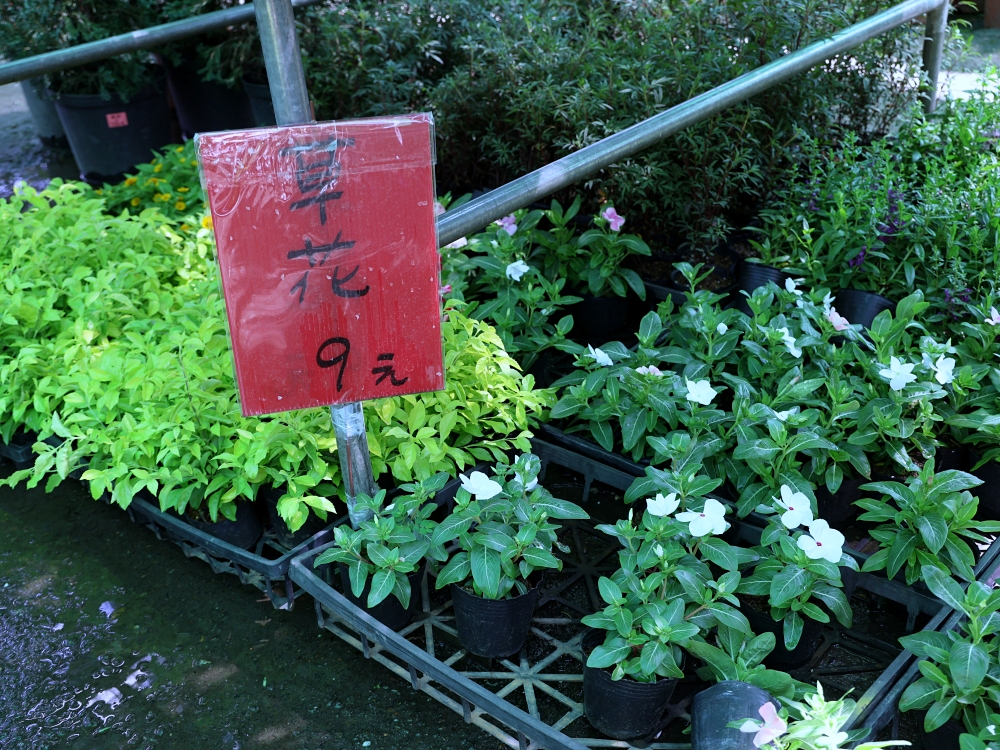 比田尾還好逛的台中花市 大雅花市（原八角農園）