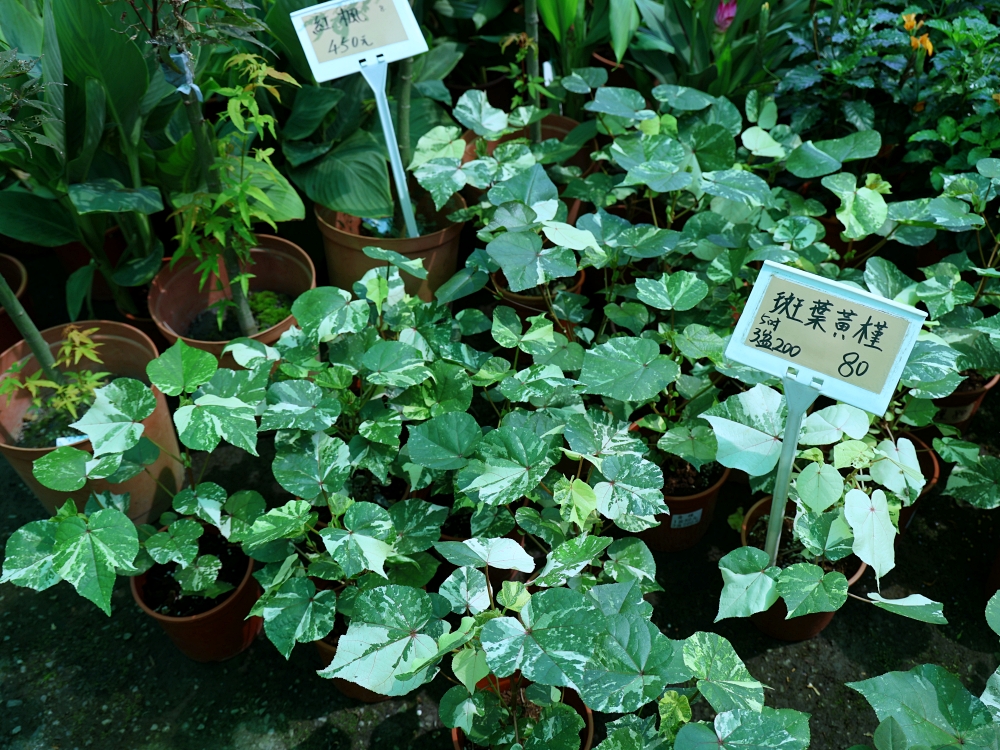 比田尾還好逛的台中花市 大雅花市（原八角農園）