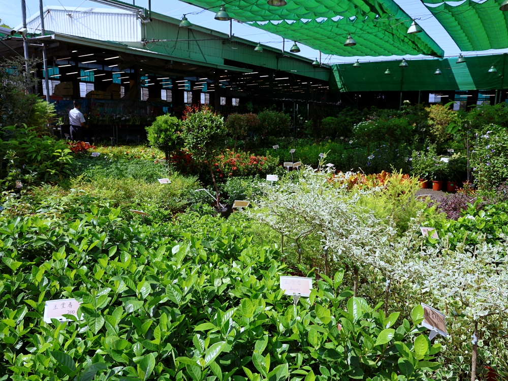 比田尾還好逛的台中花市 大雅花市（原八角農園）