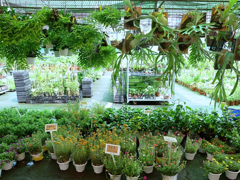 比田尾還好逛的台中花市 大雅花市（原八角農園）