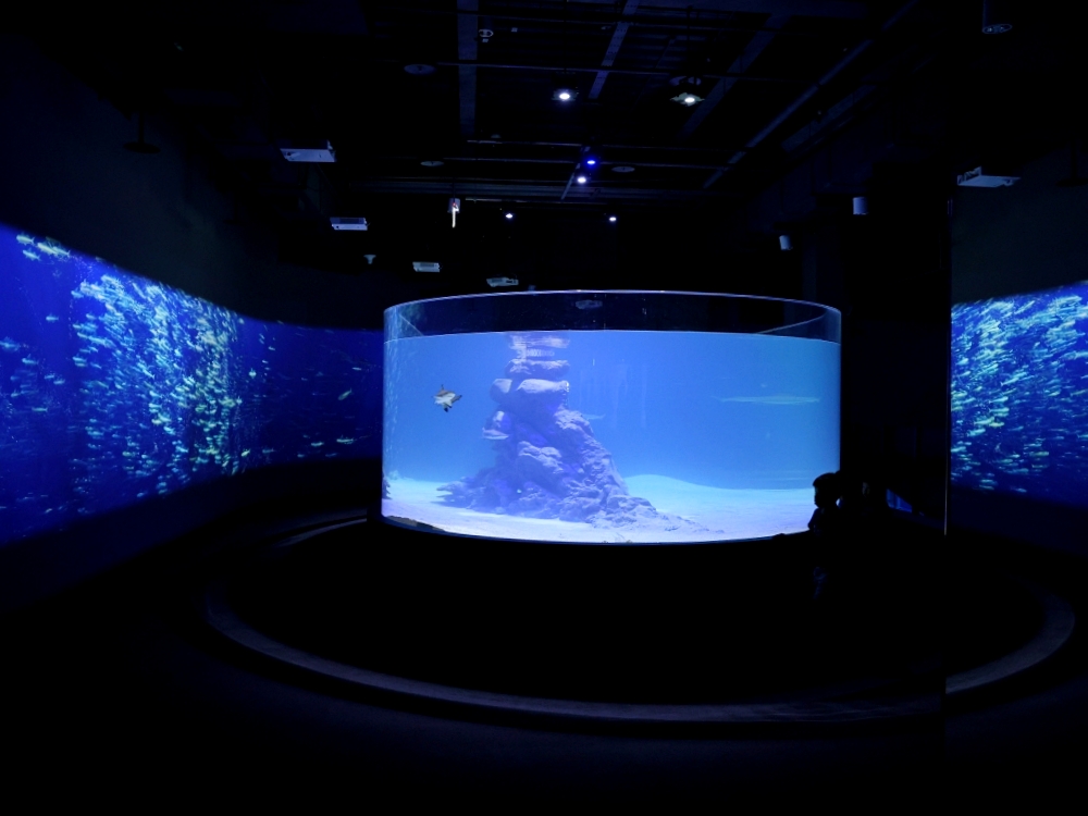 台中海洋館開箱!從淺灘到深海,沉浸式的海洋互動生態之旅 台中海洋館開箱!從淺灘到深海,沉浸式的海洋互動生態之旅
