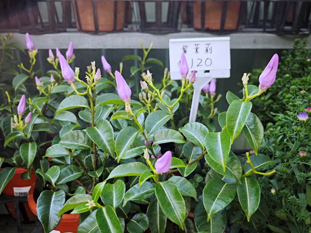 旋轉花市 | 兩層樓多肉、觀葉、空鳳超好逛,有免費停車、換盆服務,植物控必逛台中花市 旋轉花市 | 兩層樓多肉、觀葉、空鳳超好逛,有免費停車、換盆服務,植物控必逛台中花市