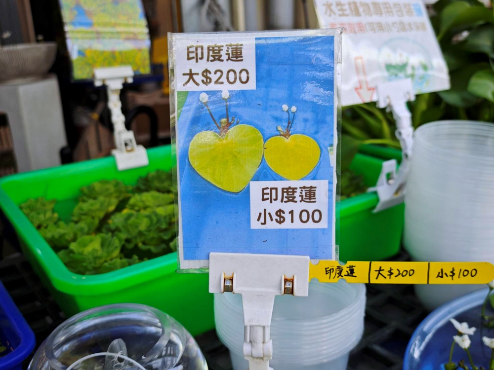 旋轉花市 | 兩層樓多肉、觀葉、空鳳超好逛,有免費停車、換盆服務,植物控必逛台中花市 旋轉花市 | 兩層樓多肉、觀葉、空鳳超好逛,有免費停車、換盆服務,植物控必逛台中花市